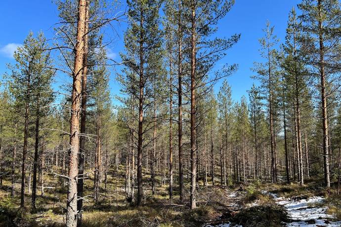 Gård/skog på Torrvål 13:5 Orsa kommun - bild 6