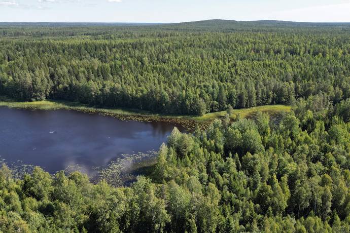 Skog vid sjön Över-Säljen, Grönviken, Ockelbo kommun