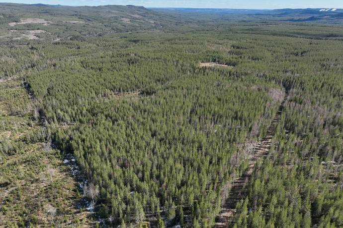 Gård/skog på Torrvål 13:5 Orsa kommun - bild 14