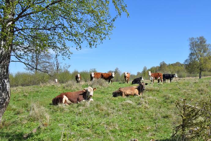 10 rum Gård/skog på Baggekulla 101, 102, 103, 104 Västergötland Ulricehamns kommun - bild 87