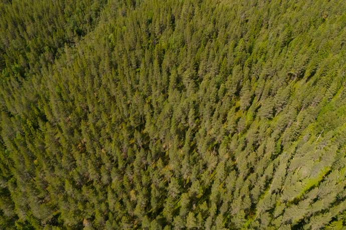 Gård/skog på Ytterberg 431 Ytterberg Härjedalens kommun - bild 14