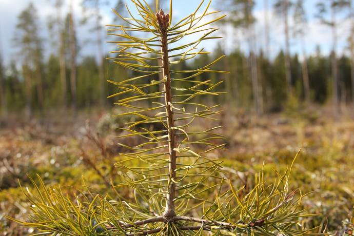 Gård/skog på Lillpite Piteå kommun - bild 14