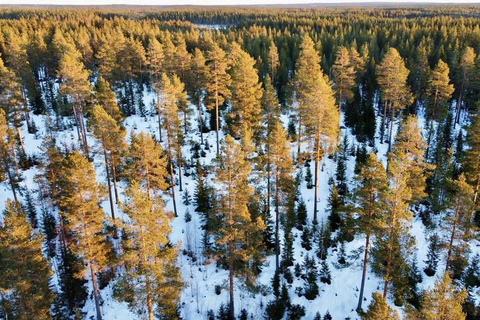 Gård med skogsbruk på Nya Ånäset Bygdeå Robertsfors kommun - bild 2