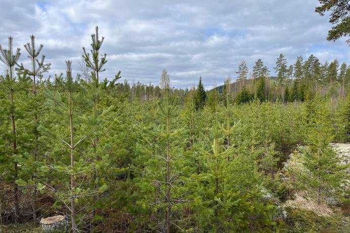Gård med skogsbruk på Leksand Ytteråkerö 21:21 Björberget Leksands kommun - bild 2