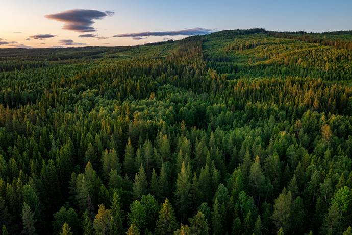gård/skog på Brattbäcken Hoting, Strömsunds kommun - bild 2