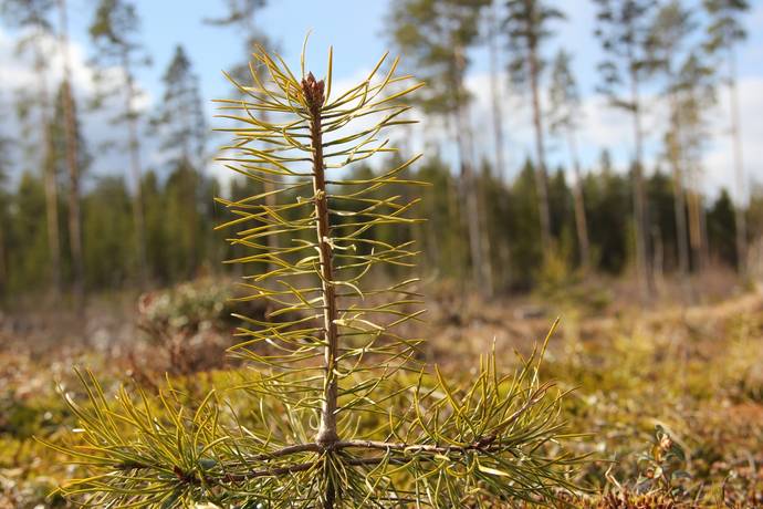 Gård/skog på Lillpite Piteå kommun - bild 8