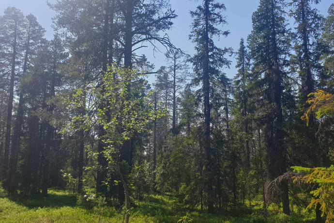 gård med skogsbruk på Norra Baktsjaur 11 Glommersträsk, Arvidsjaurs kommun - bild 4