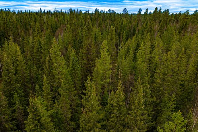gård/skog på Kallsta Lit, Östersunds kommun - bild 4