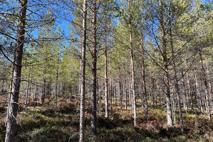 Gård/skog på Torrvål 13:5 Orsa kommun - bild 10