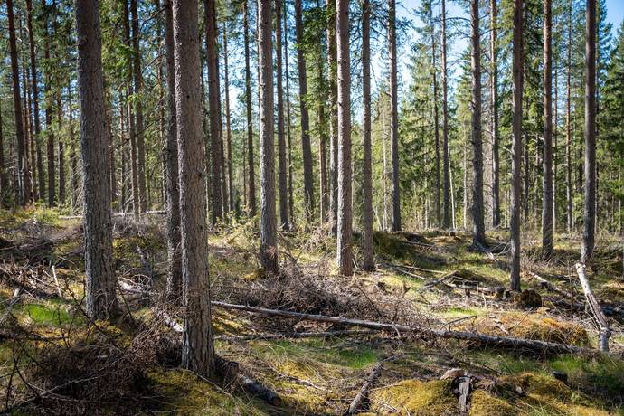 gård med skogsbruk på SUNDSVALL MÄRRGÅRD 1:7 Liden, Sundsvalls kommun - bild 3