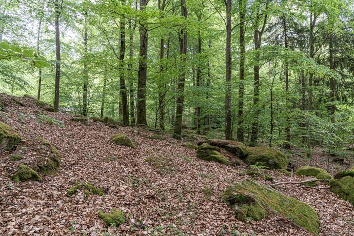 Tomt på Tormestorp Tormestorp Hässleholms kommun - bild 6