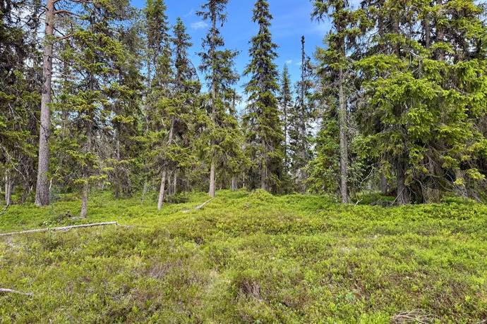 Gård med skogsbruk på HÄRJEDALEN HÅN 9:13, 14:6, 14:7 Vemhån Härjedalens kommun - bild 17