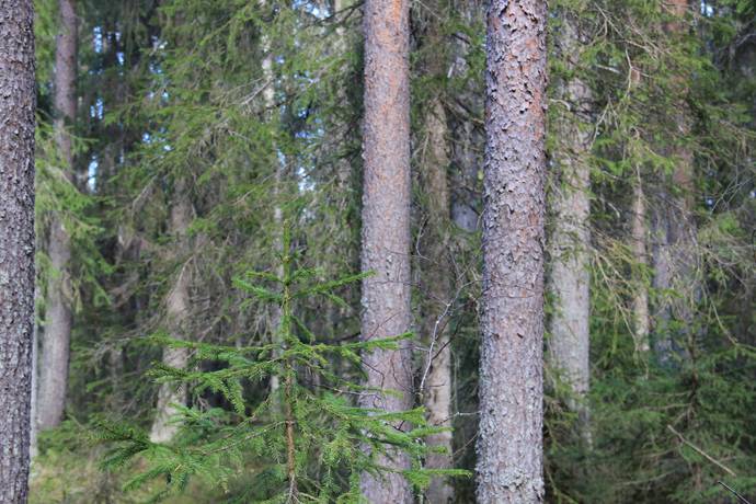 Gård/skog på Ale Ale Luleå kommun - bild 23