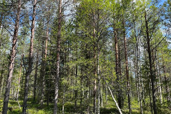 gård med skogsbruk på Åttonträsk Åttonträsk, Lycksele kommun - bild 3