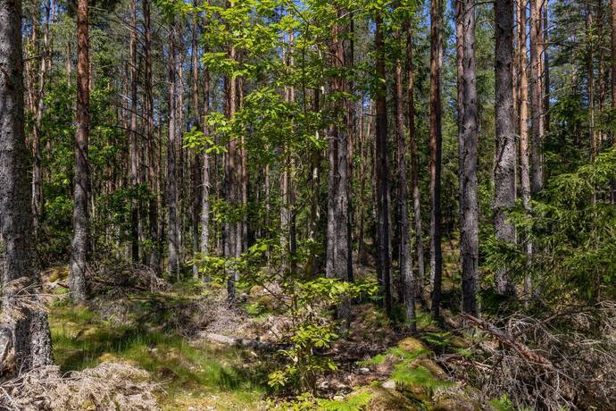 8 rum Gård med skogsbruk på Baggetorpskvarn Äspemåla 1 Äspemåla Oskarshamns kommun - bild 5