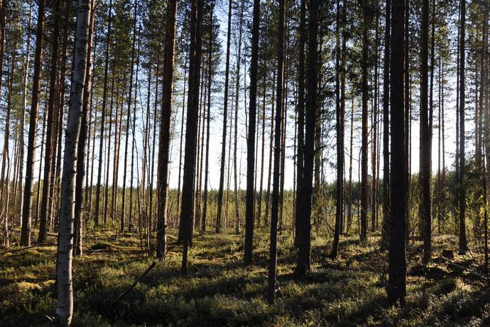 gård med skogsbruk på Mindre skogsfastighet intill Piteälven Långnäs, Piteå kommun - bild 1