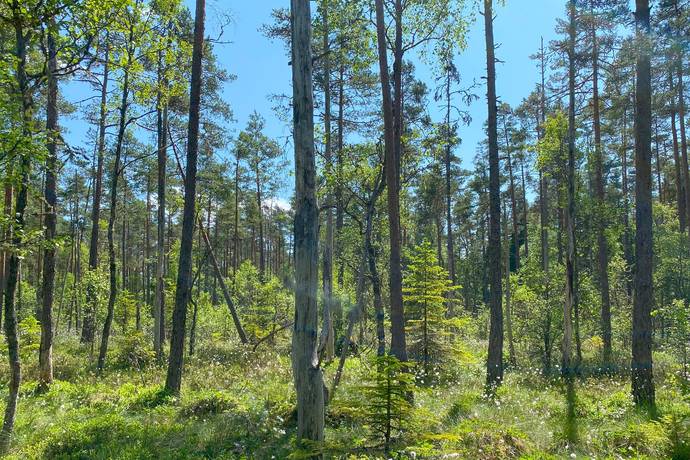 Gård med jordbruk på Upplöv Norra Skattegård 1 Upplid Värnamo kommun - bild 47