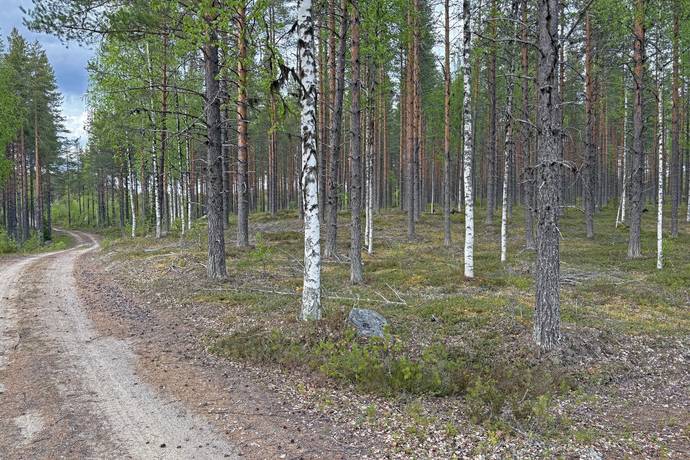 gård/skog på Hjuksnoret Vindeln, Vindelns kommun - bild 4