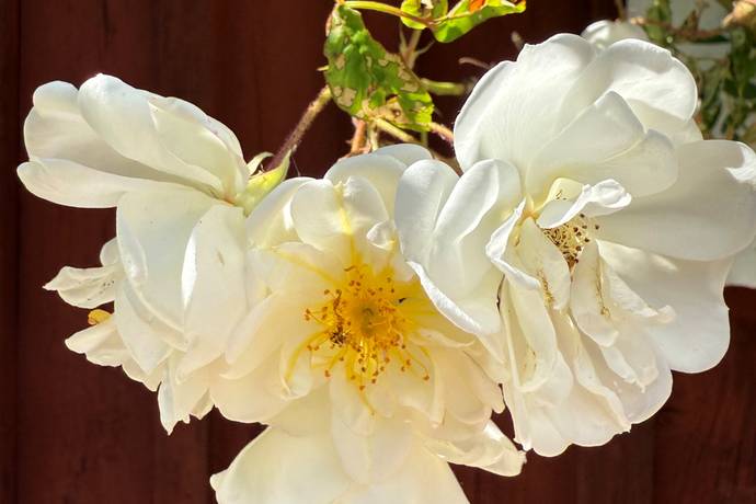 4 rum fritidshus på Gäddegölsvägen 32 Eringsboda, Ronneby kommun - bild 4