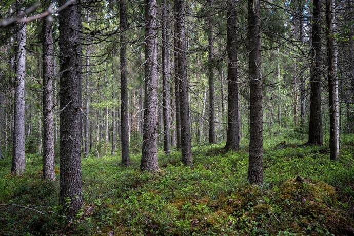Gård med skogsbruk på Sollefteå Moflo 5:28 Moflo Sollefteå kommun - bild 26