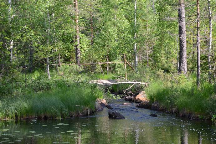 gård med skogsbruk på Backa-Fädbodskog Svärdsjö, Falu kommun - bild 2