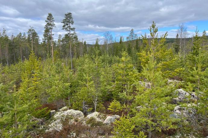 Gård med skogsbruk på Leksand Ytteråkerö 21:21 Björberget Leksands kommun - bild 10