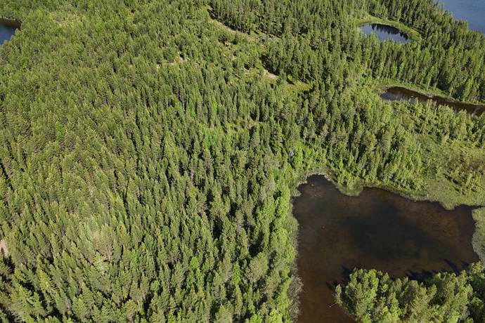 gård med skogsbruk på Skog Lycksele Pausele Pausele, Lycksele kommun - bild 2