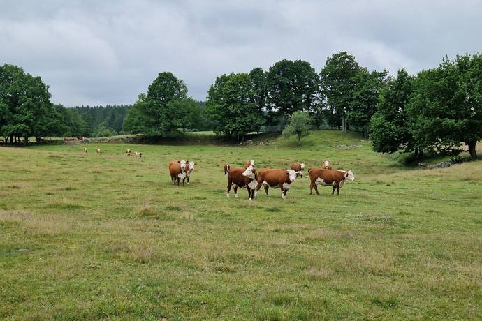 Gård med jordbruk på Trulshärad 8151 Önneköp Hörby kommun - bild 15