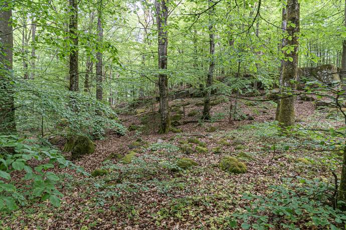 Tomt på Tormestorp Tormestorp Hässleholms kommun - bild 3