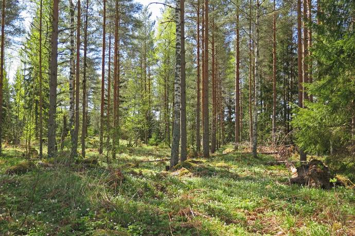 Gård/skog på Norrlövsta Östhammars kommun - bild 3