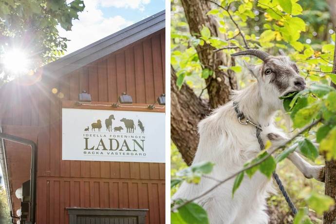 4 rum Lägenhet på Plockerotegatan 249 Backatorp Göteborgs kommun - bild 33