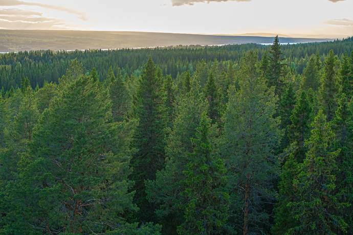 gård/skog på Brattbäcken Hoting, Strömsunds kommun - bild 5