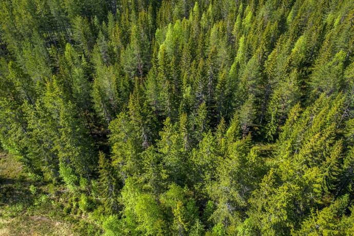 Gård med skogsbruk på Sollefteå Moflo 5:28 Moflo Sollefteå kommun - bild 30