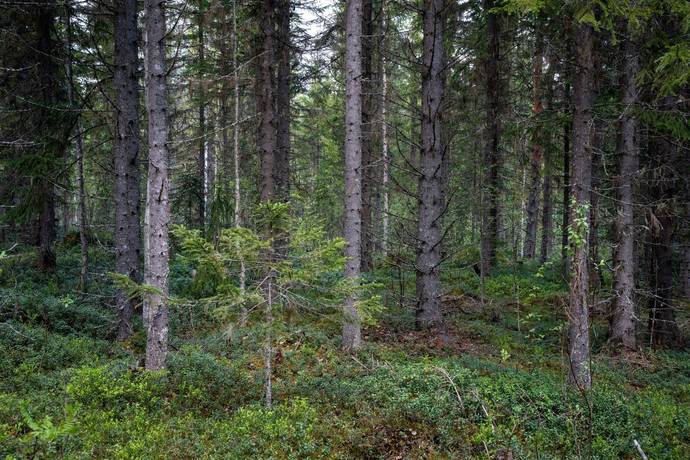 Gård med skogsbruk på Sollefteå Moflo 5:28 Moflo Sollefteå kommun - bild 11