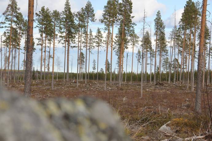 Gård/skog på Lillpite Piteå kommun - bild 12
