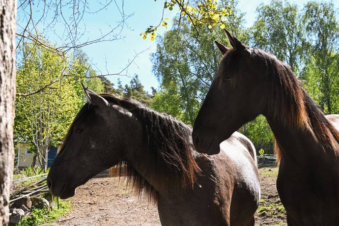 5 rum Gård utan jordbruk på Borrekärr Lökholmen 1 Lur Tanums kommun - bild 29