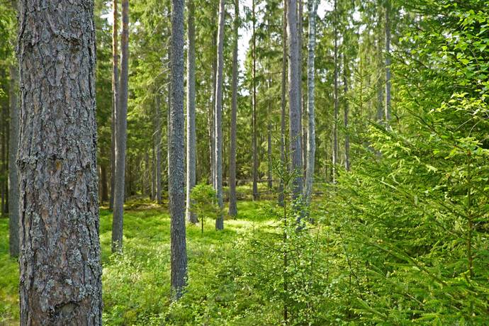 Gård/skog på Övre Hammarby Haninge kommun - bild 2