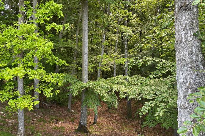 Gård/skog på Bösarp 1:21, 1:24 och 1:38 Kristianstads kommun - bild 4