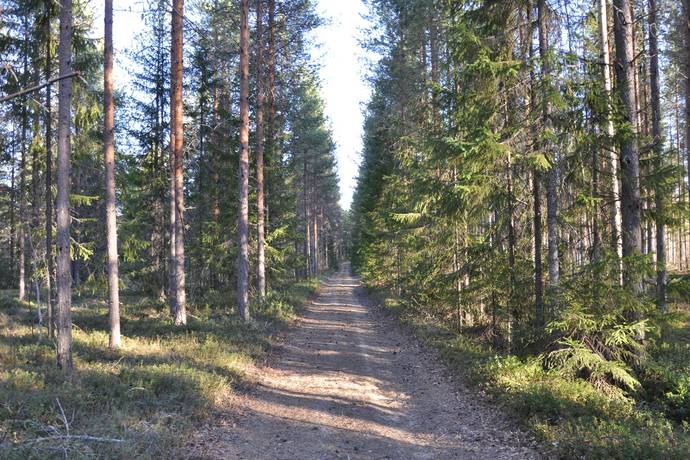 gård med skogsbruk på Mindre skogsfastighet intill Piteälven Långnäs, Piteå kommun - bild 3
