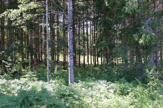gård med jordbruk på Skyttorpet Hällestad, Finspångs kommun - bild 2