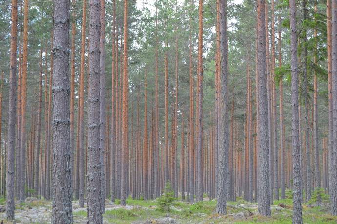Leksand, Leksands kommun