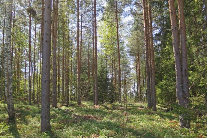 Gård/skog på Norrlövsta Östhammars kommun - bild 9