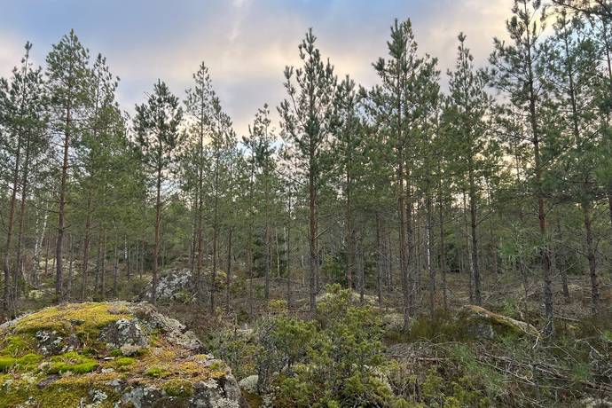 Gård/skog på Kvilleholm 131 Småland Vimmerby kommun - bild 9