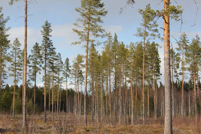 Gård/skog på Lillpite Piteå kommun - bild 13