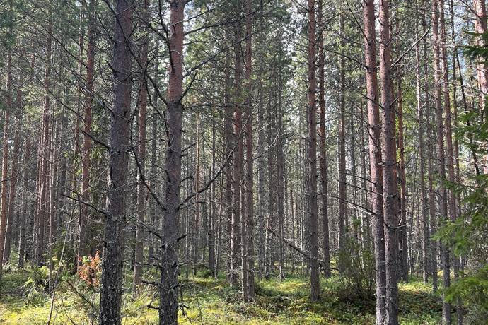 gård med skogsbruk på Rutvik 22:2 Rutvik, Luleå kommun - bild 3