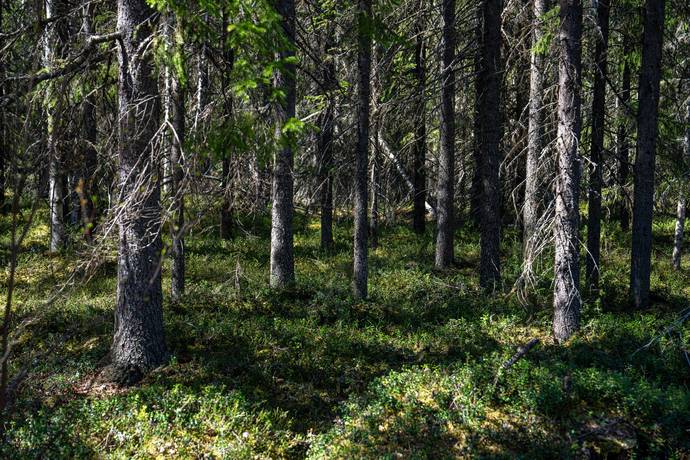 118 m² Gård/skog på Laxbäcken 224 Vilhelmina kommun - bild 18