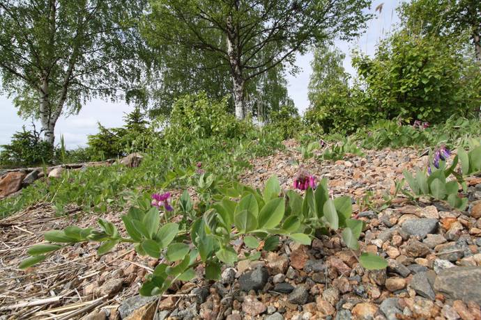 2 rum Fritidshus på Germandön 160 Germandön Luleå kommun - bild 50