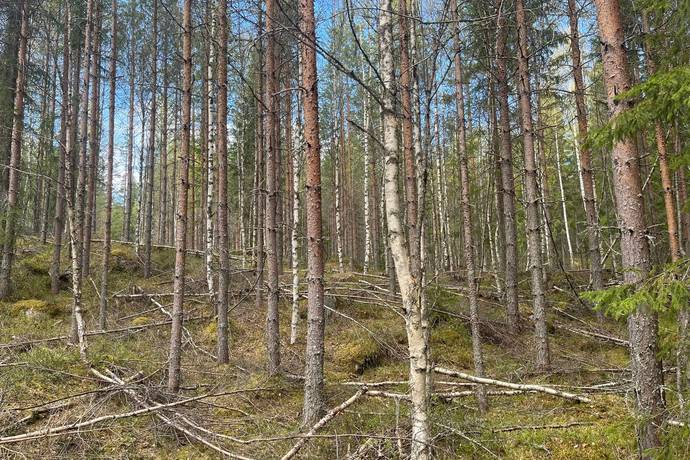 Gård med skogsbruk på Leksand Ytteråkerö 21:21 Björberget Leksands kommun - bild 3