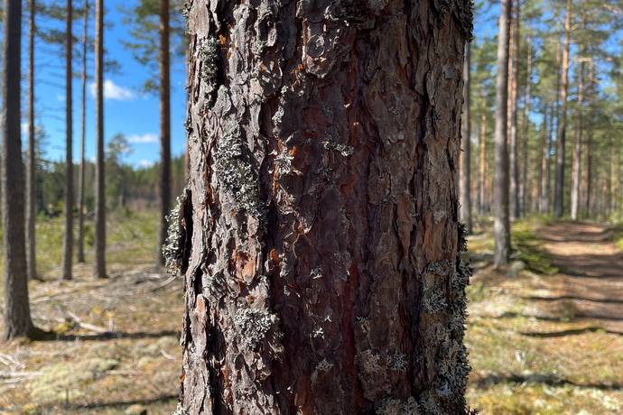 Våmhus, Mora kommun