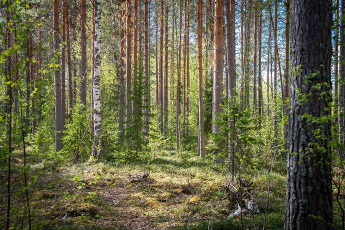 Gård/skog på Edsmon 151 Sollefteå kommun - bild 33